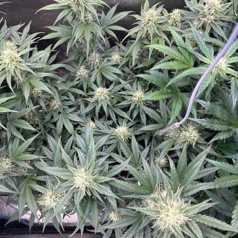 Appel Fritter Auto growlog timeline photo