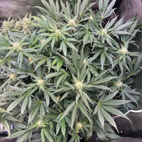 Appel Fritter Auto growlog timeline photo