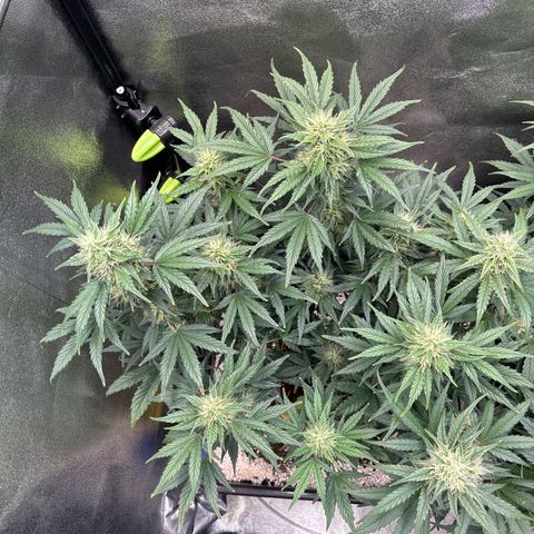 Appel Fritter Auto growlog timeline photo