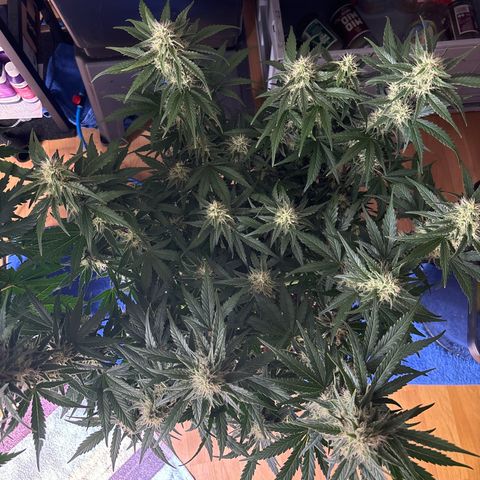 Appel Fritter Auto growlog timeline photo
