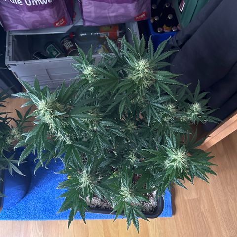 Appel Fritter Auto growlog timeline photo