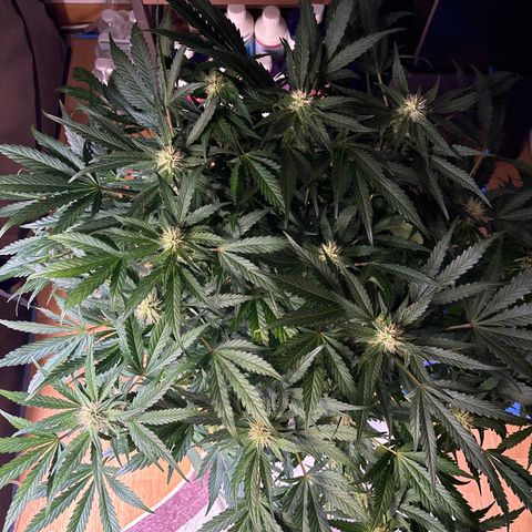 Appel Fritter Auto growlog timeline photo