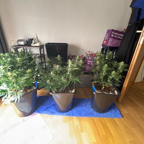 Appel Fritter Auto growlog timeline photo
