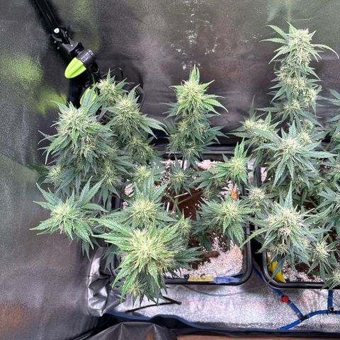 Appel Fritter Auto growlog timeline photo