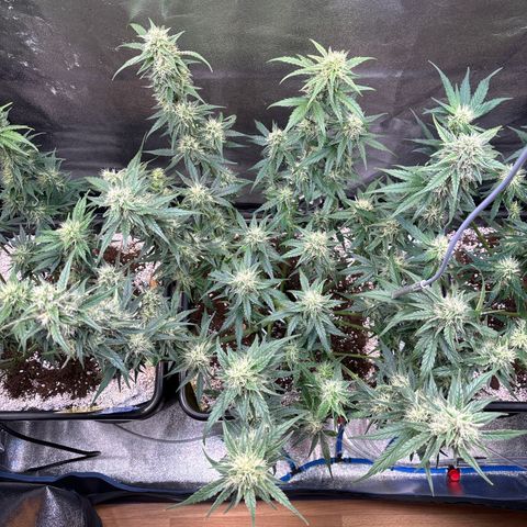 Appel Fritter Auto growlog timeline photo