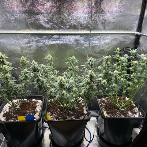 Appel Fritter Auto growlog timeline photo