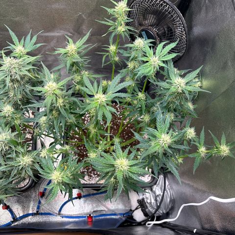 Appel Fritter Auto growlog timeline photo
