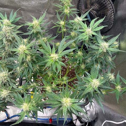 Appel Fritter Auto growlog timeline photo