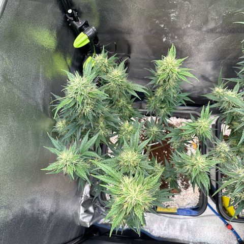 Appel Fritter Auto growlog timeline photo