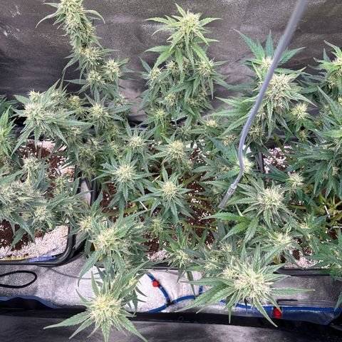 Appel Fritter Auto growlog timeline photo