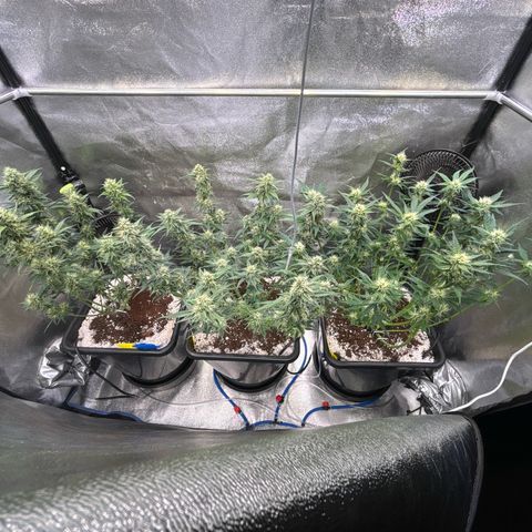 Appel Fritter Auto growlog timeline photo