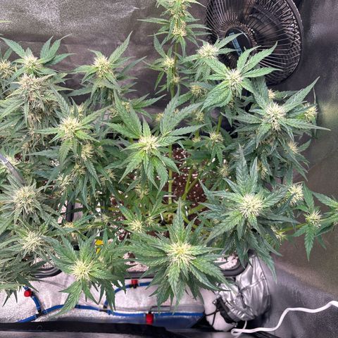 Appel Fritter Auto growlog timeline photo