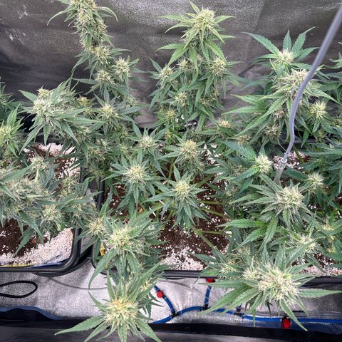 Appel Fritter Auto growlog timeline photo