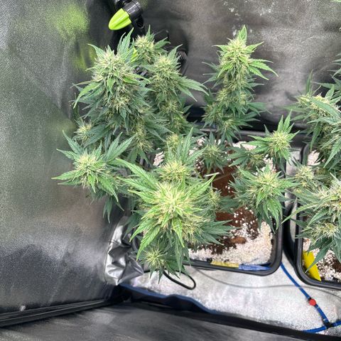 Appel Fritter Auto growlog timeline photo