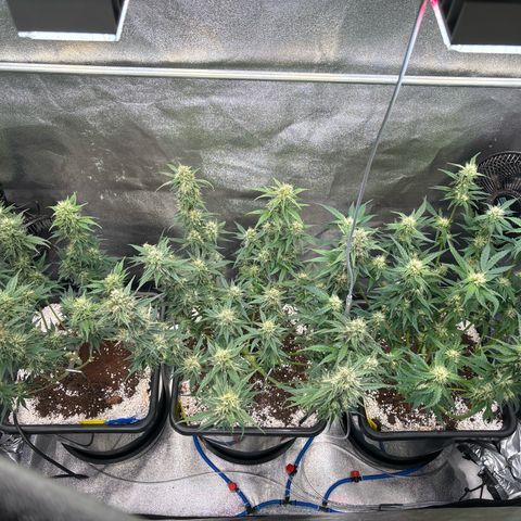 Appel Fritter Auto growlog timeline photo