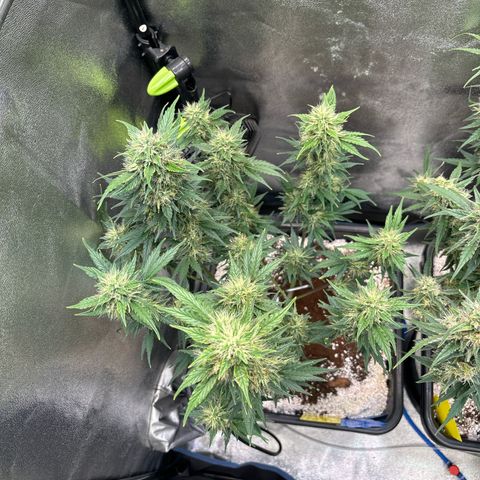 Appel Fritter Auto growlog timeline photo