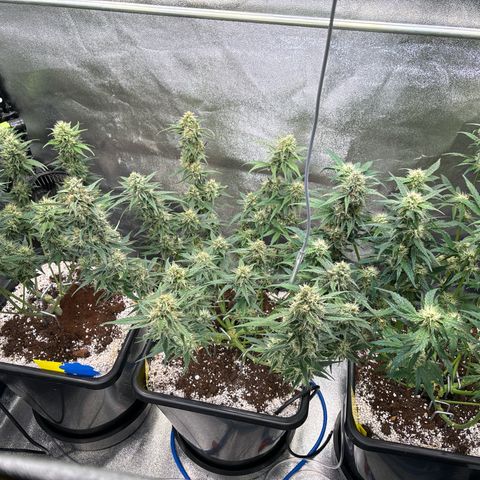 Appel Fritter Auto growlog timeline photo