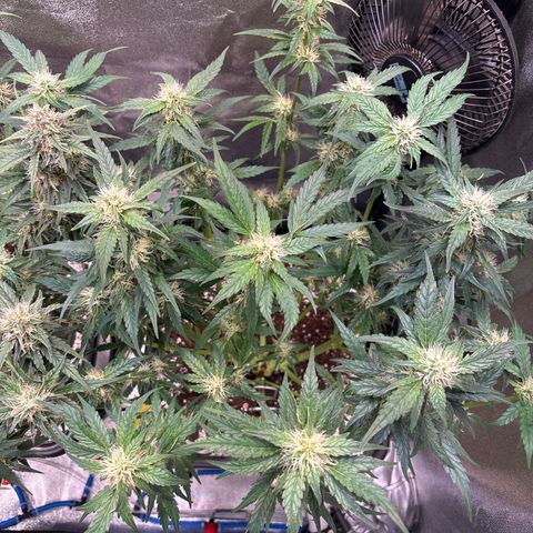 Appel Fritter Auto growlog timeline photo
