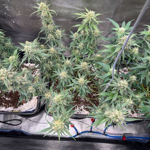Appel Fritter Auto growlog timeline photo