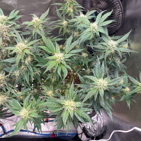 Appel Fritter Auto growlog timeline photo