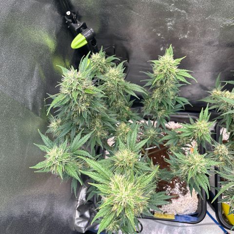 Appel Fritter Auto growlog timeline photo