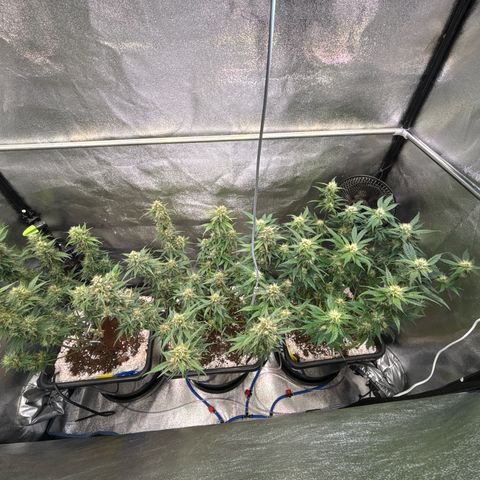 Appel Fritter Auto growlog timeline photo