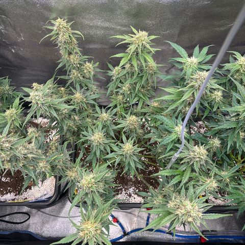 Appel Fritter Auto growlog timeline photo