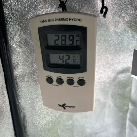 Appel Fritter Auto growlog timeline photo