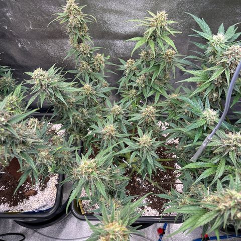 Appel Fritter Auto growlog timeline photo
