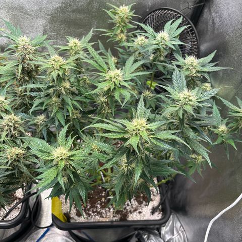 Appel Fritter Auto growlog timeline photo
