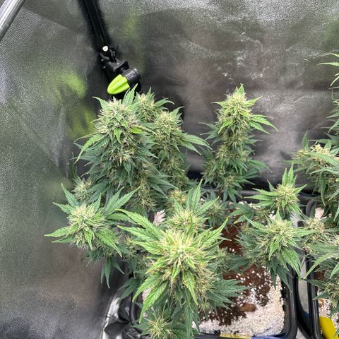 Appel Fritter Auto growlog timeline photo