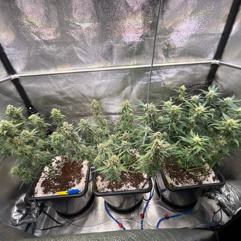 Appel Fritter Auto growlog timeline photo
