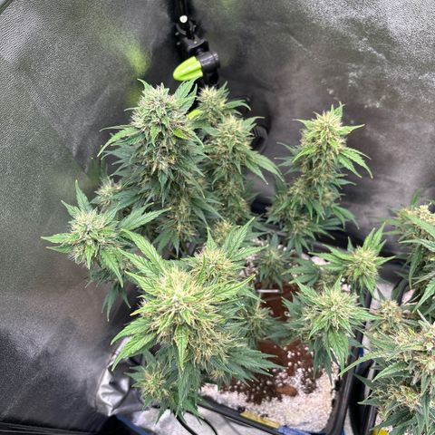 Appel Fritter Auto growlog timeline photo