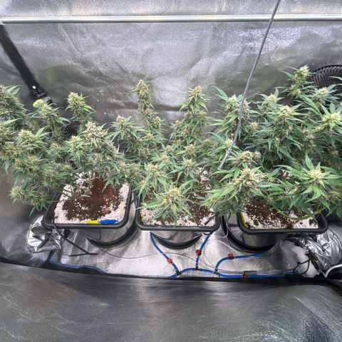 Appel Fritter Auto growlog timeline photo