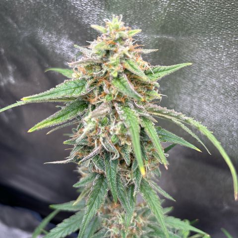Appel Fritter Auto growlog timeline photo