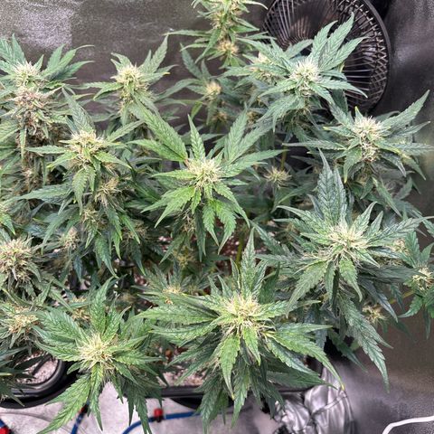 Appel Fritter Auto growlog timeline photo