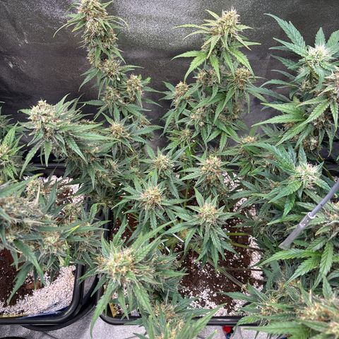 Appel Fritter Auto growlog timeline photo