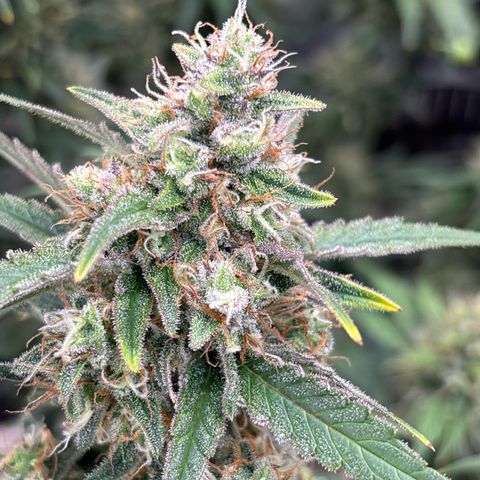Appel Fritter Auto growlog timeline photo
