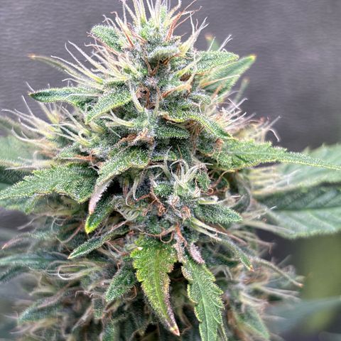 Appel Fritter Auto growlog timeline photo