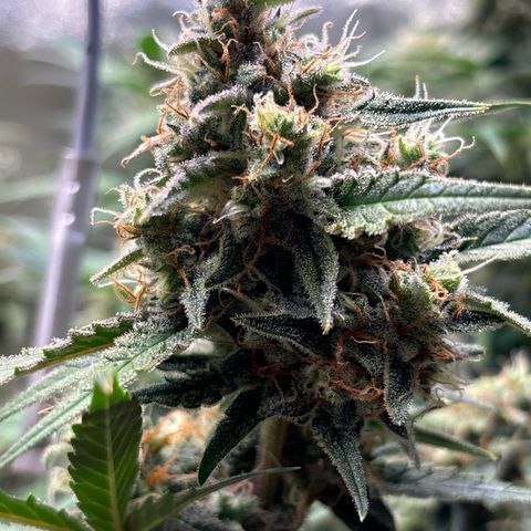 Appel Fritter Auto growlog timeline photo
