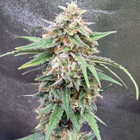 Appel Fritter Auto growlog timeline photo