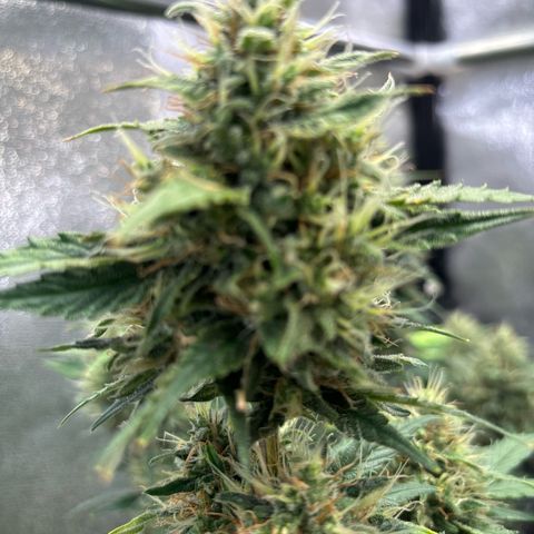 Appel Fritter Auto growlog timeline photo