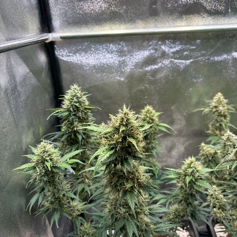 Appel Fritter Auto growlog timeline photo