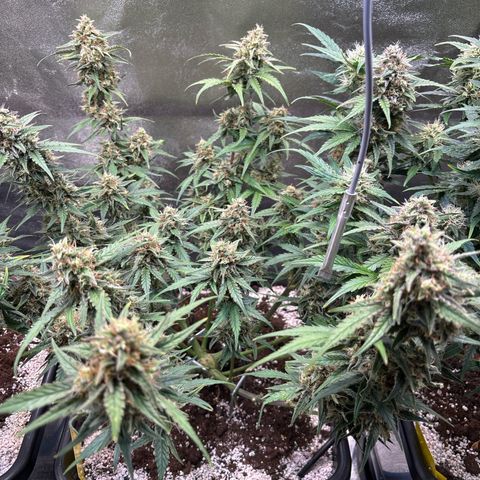 Appel Fritter Auto growlog timeline photo