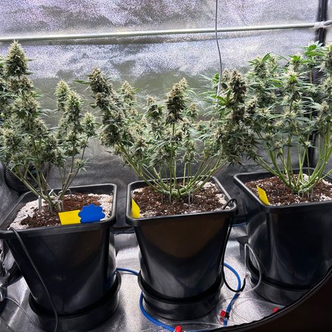 Appel Fritter Auto growlog timeline photo