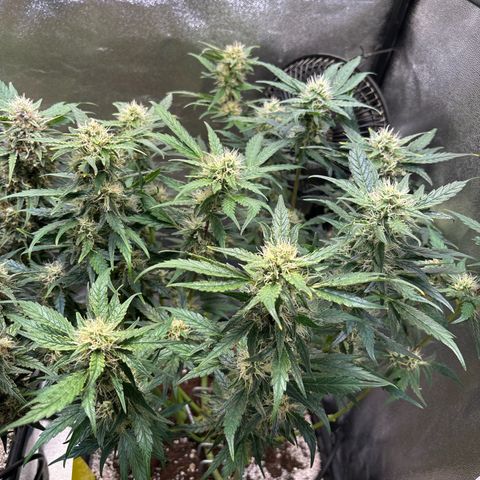 Appel Fritter Auto growlog timeline photo