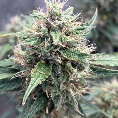 Appel Fritter Auto growlog timeline photo