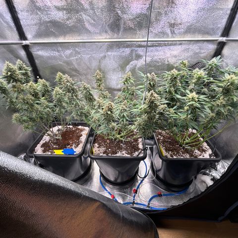 Appel Fritter Auto growlog timeline photo