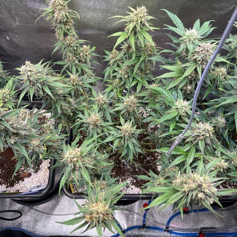 Appel Fritter Auto growlog timeline photo