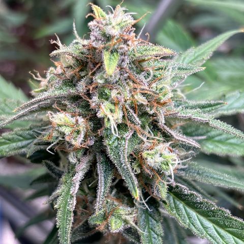 Appel Fritter Auto growlog timeline photo